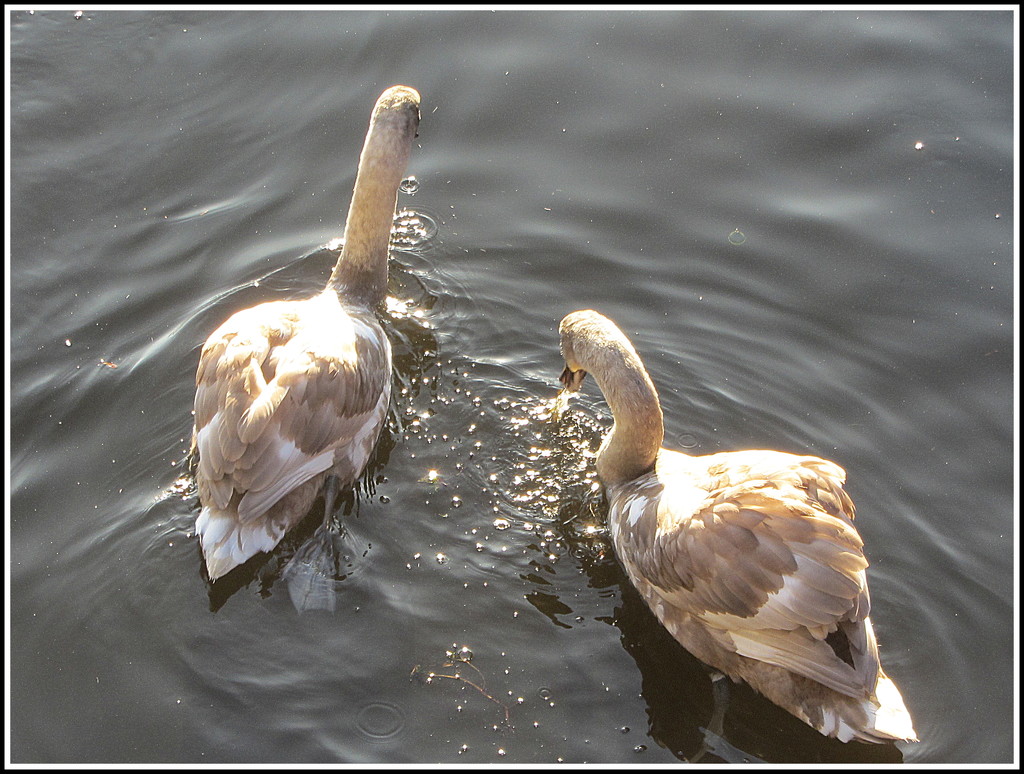Two cygnets. by grace55