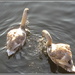 Two cygnets. by grace55