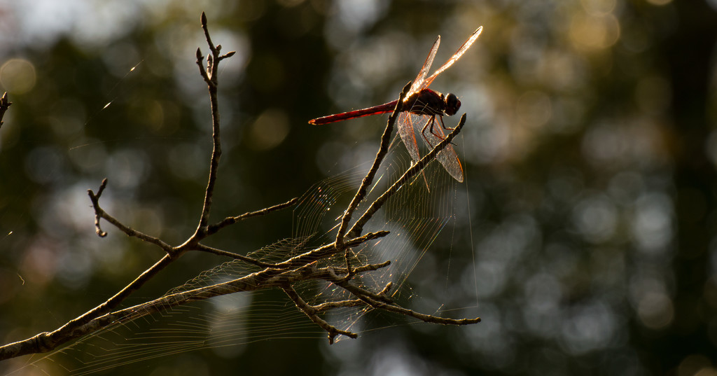 Dragonfly Web! by rickster549