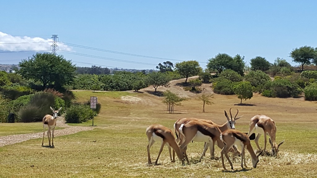 Springbuck by ludwigsdiana