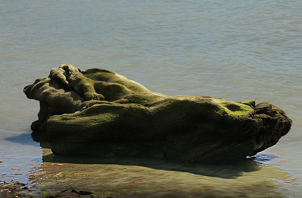 A rolling stone gathers no moss..... by kiwinanna