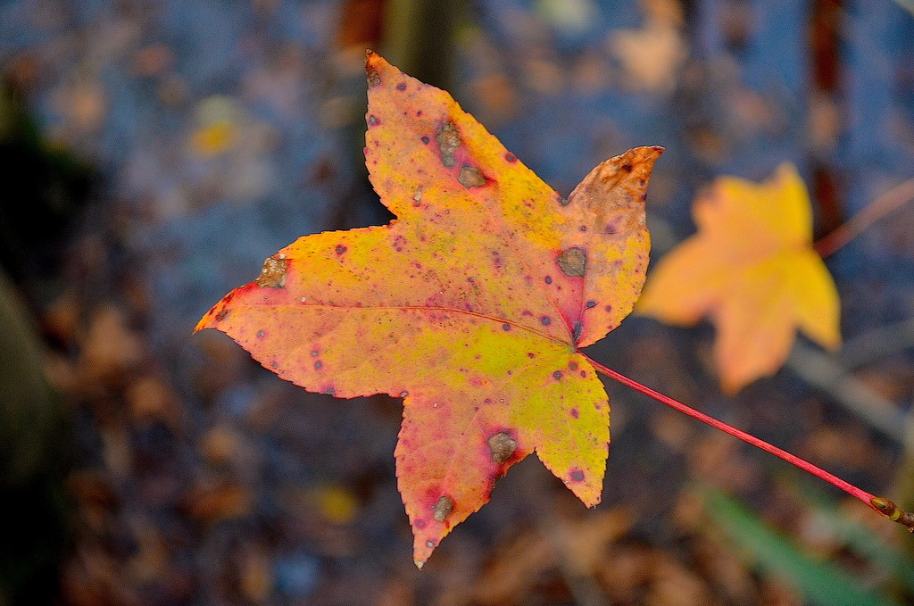 Last of the autumn leaves by congaree