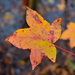 Last of the autumn leaves by congaree