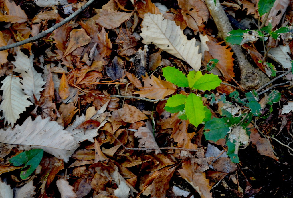 Forest floor contrast by congaree