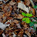 Forest floor contrast by congaree
