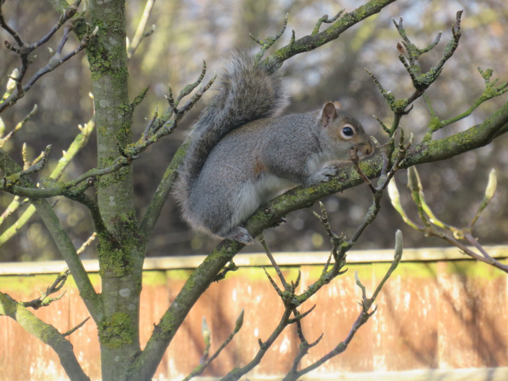 Mr Squirrel by carole_sandford