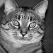 feline friend by stillmoments33