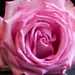 Pink Roses by dianen