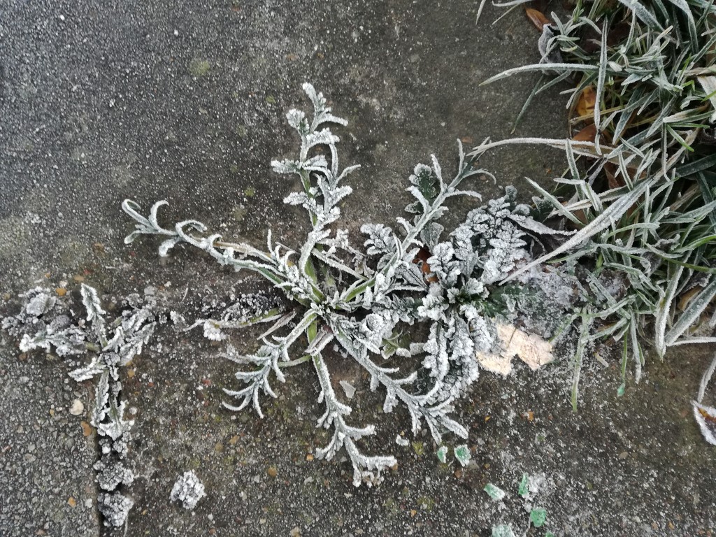 Snowflake weed by plainjaneandnononsense