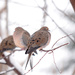 Three doves! by fayefaye