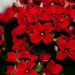 Red Kalanchoe by elisasaeter