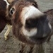 Little donkey by emma1231