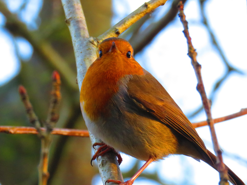 Wild (Tame) Robin Redbreast by phil_sandford