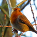 Wild (Tame) Robin Redbreast by phil_sandford