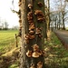 Tree or Mushroom? by wag864