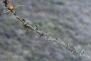 29th Dec 2016 - Pyracanthus in frost
