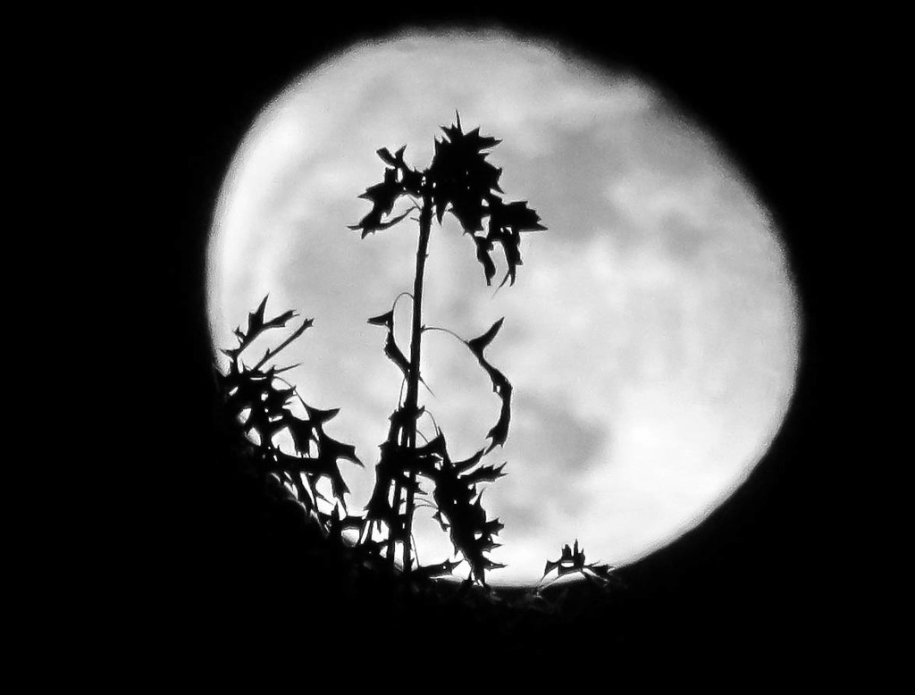 Waning Winter Moon in Black and White by marylandgirl58