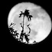 Waning Winter Moon in Black and White by marylandgirl58