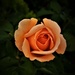 Apricot Rose ~ by happysnaps