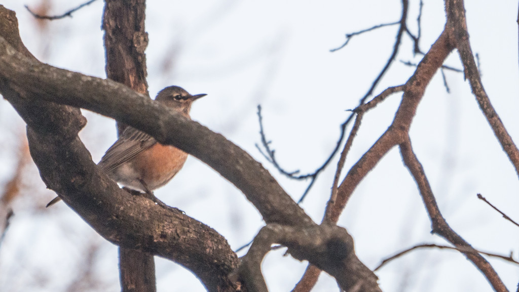 American Robin Wide by rminer