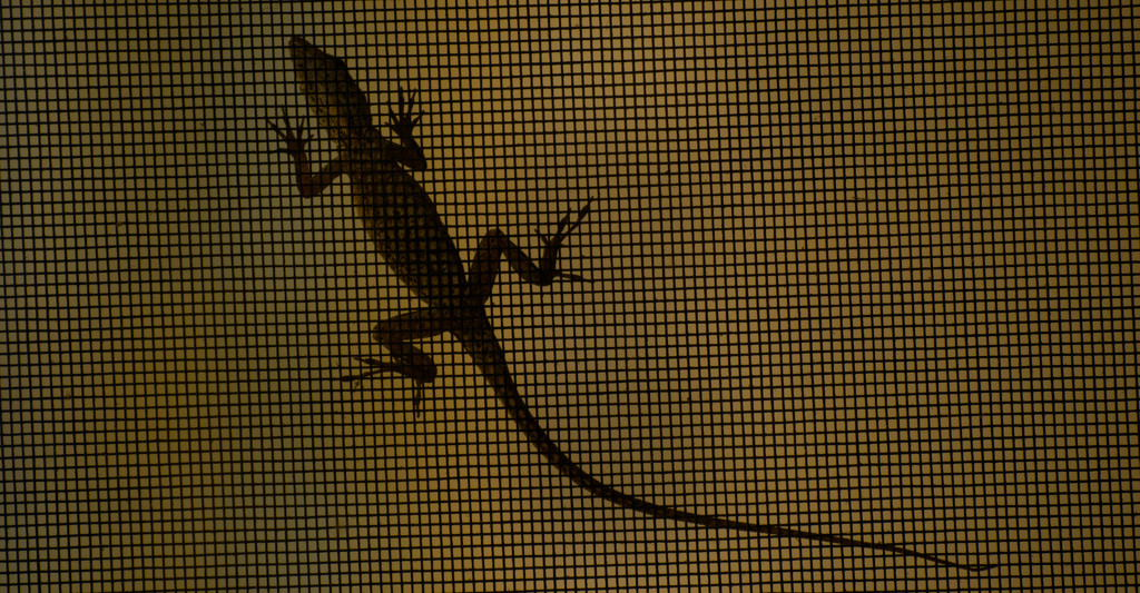 Lizard on the Screen! by rickster549