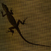 Lizard on the Screen! by rickster549