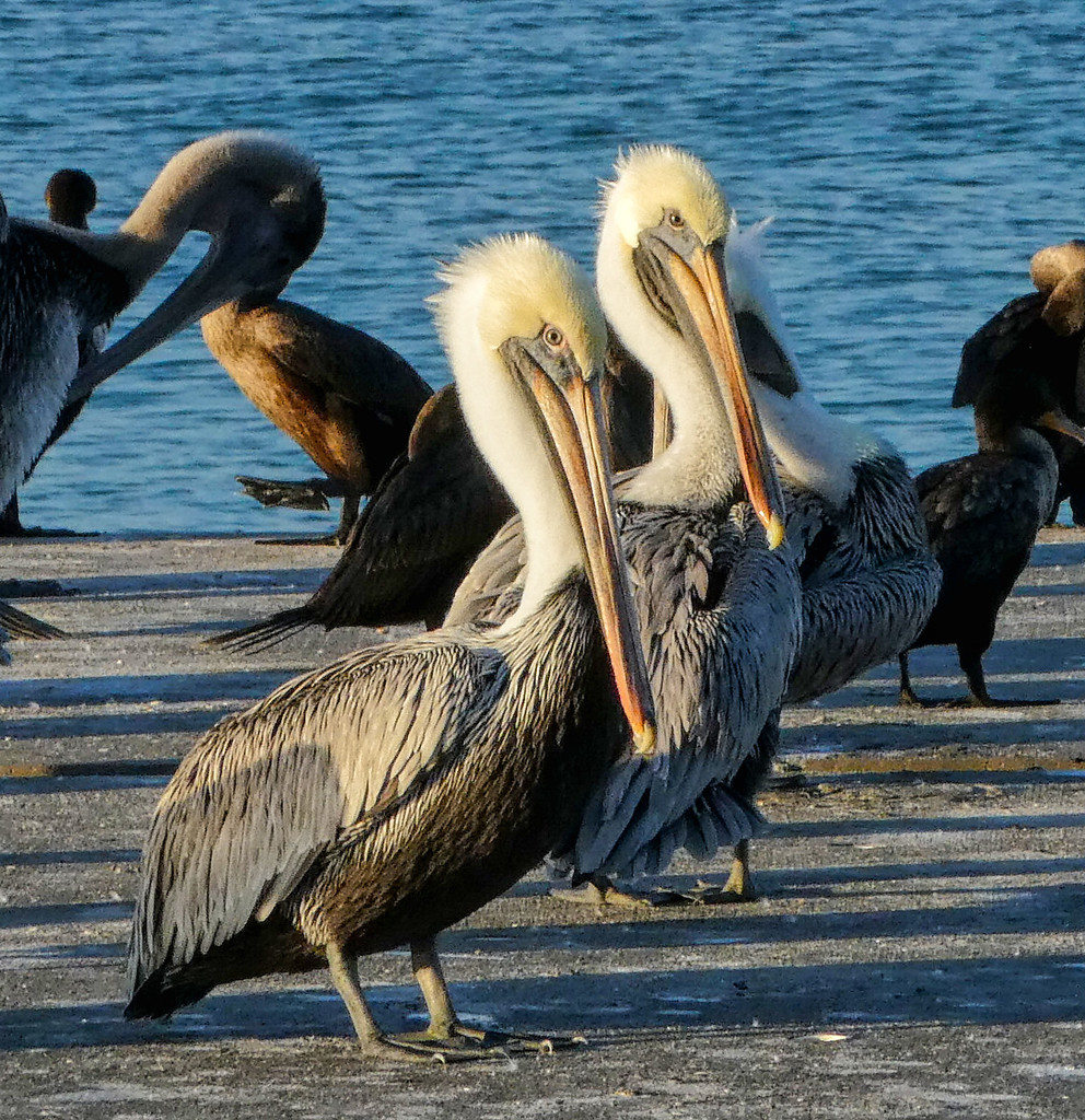 Pelicans with Attitude by gardencat