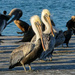 Pelicans with Attitude by gardencat