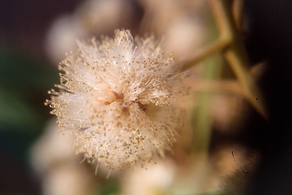 Wattle by jeneurell