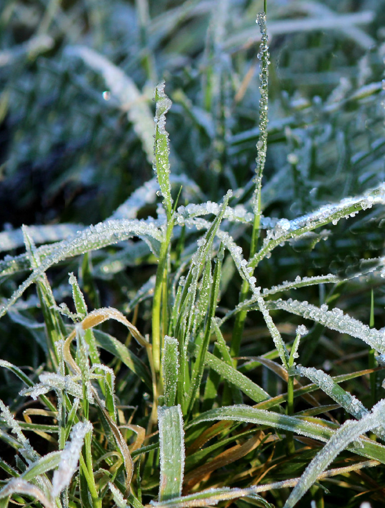 Frosted Grass. by wendyfrost