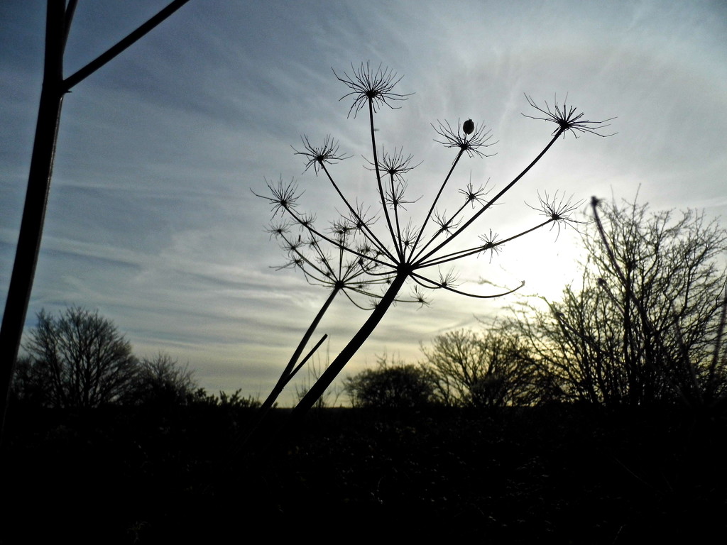 Seed head and winter sky by redandwhite