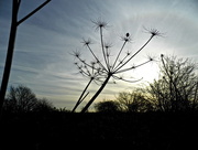 26th Dec 2016 - Seed head and winter sky