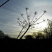 Seed head and winter sky by redandwhite