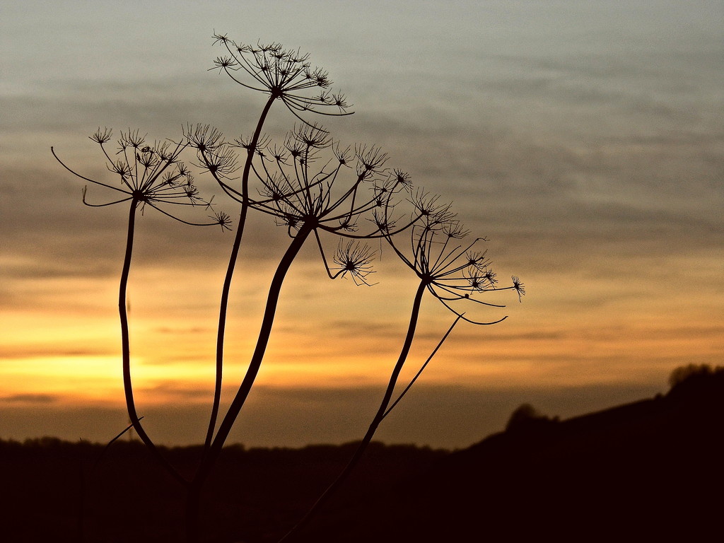 Seed heads against a winter sunset by redandwhite