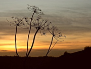27th Dec 2016 - Seed heads against a winter sunset