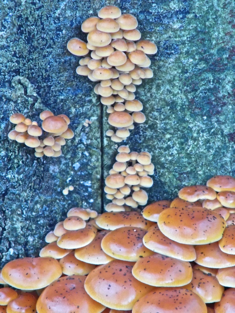 Mushrooms on a dead tree by redandwhite