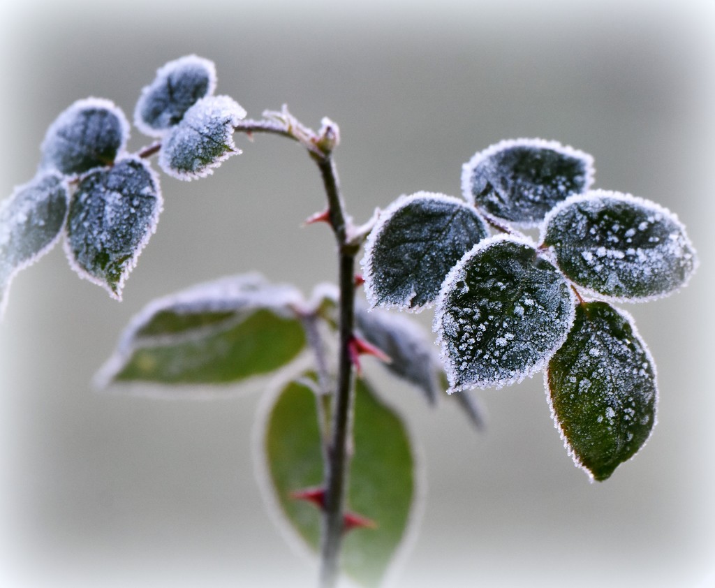 Frosty leaves by rosiekind