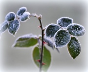 30th Dec 2016 - Frosty leaves