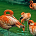 Flamingo Friday - Primpers by joysfocus