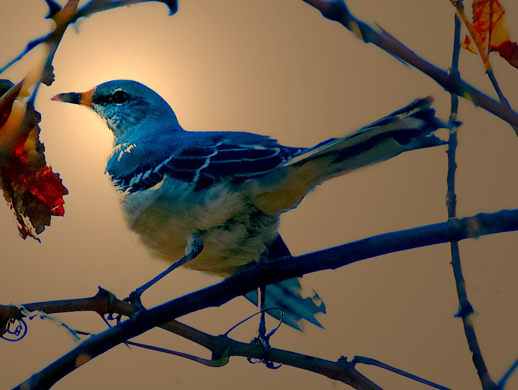 Mockingbird  by joysfocus