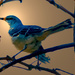 Mockingbird  by joysfocus