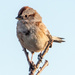American Tree Sparrow Perching by rminer