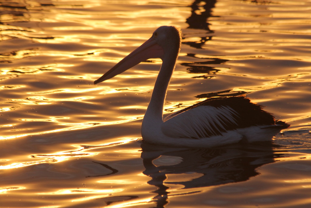 On golden pond by gilbertwood