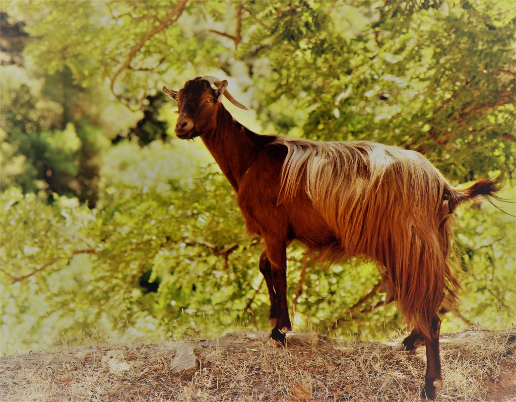 Greek Mountain Goat by cookingkaren