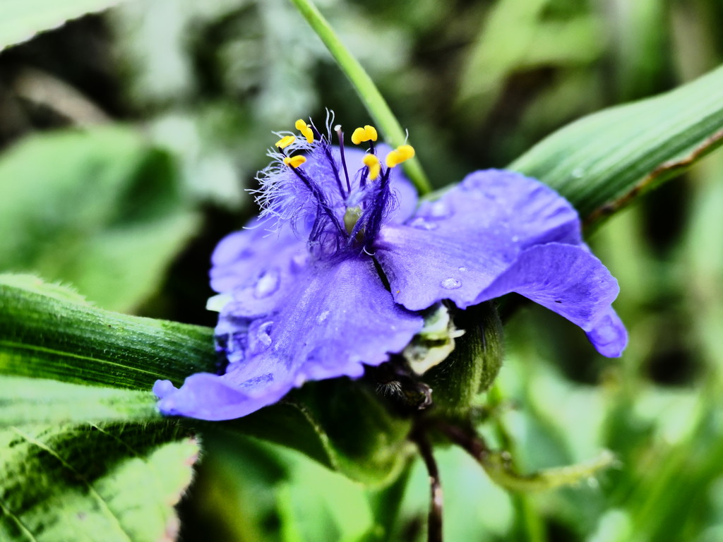 Purple flower by carole_sandford