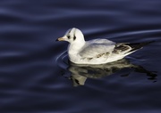 30th Dec 2016 - seagull on Thornton Reservoir