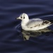 seagull on Thornton Reservoir by shepherdmanswife