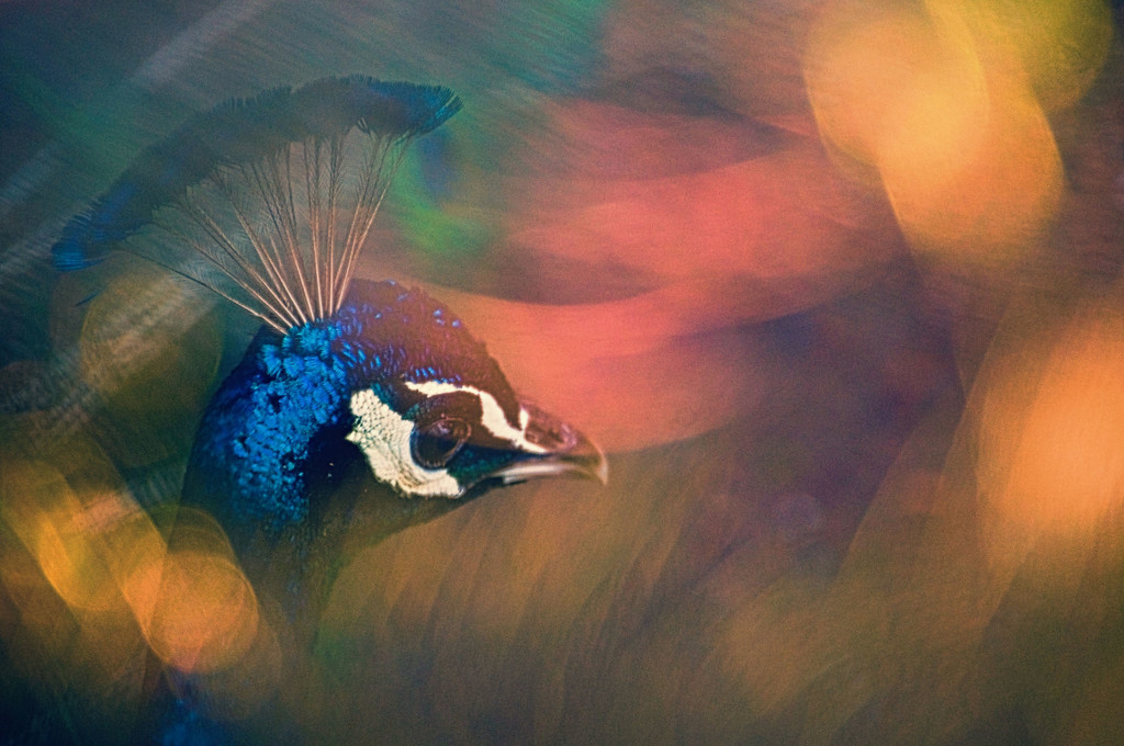 peacock by annied