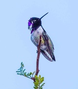 29th Dec 2016 - Purple Hummer high up in the tree
