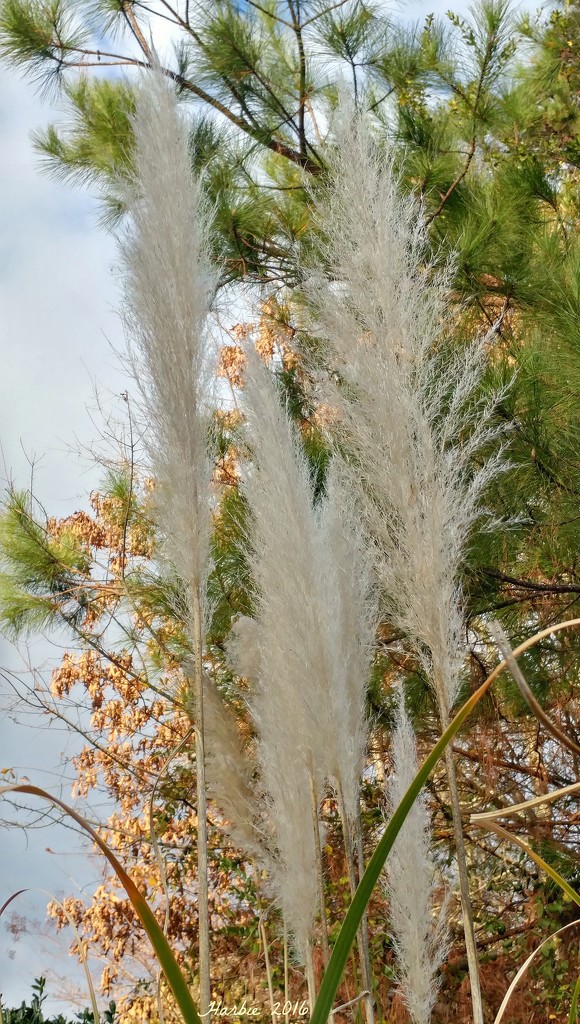 Pampas Plumes by harbie